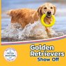 Golden Retrievers Show Off - Bild 1