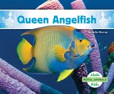 Queen Angelfish Queen Angelfish