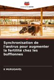 Synchronisation de l'¿strus pour augmenter la fertilité chez les bufflonnes