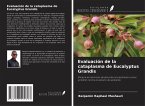 Evaluación de la cataplasma de Eucalyptus Grandis