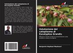 Valutazione del cataplasma di Eucalyptus Grandis