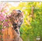 Geliebte Stubentiger 2026 - DUMONT Wandkalender - mit den wichtigsten Feiertagen - Format 38,0 x 35,5 cm Geliebte Stubentiger 2026 - DUMONT Wandkalender - mit den wichtigsten Feiertagen - Format 38,0 x 35,5 cm