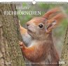 Geliebte Eichhörnchen 2026 - DUMONT... - Bild 1