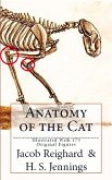 Anatomy of the Cat