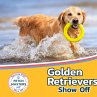 Golden Retrievers Show Off - Bild 1