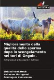 Miglioramento della qualità dello sperma dopo lo scongelamento nei tori di Ongole.
