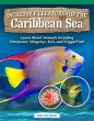 Incredible Creatures of the Caribbean... - Bild 1