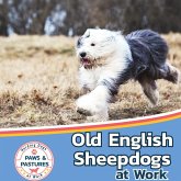 Old English Sheepdogs at Work