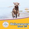 Weimaraners Show Off - Bild 1
