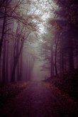 Under The Catalpa Tree (eBook, ePUB)