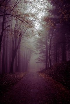 Under The Catalpa Tree (eBook, ePUB) - Julson, Paula