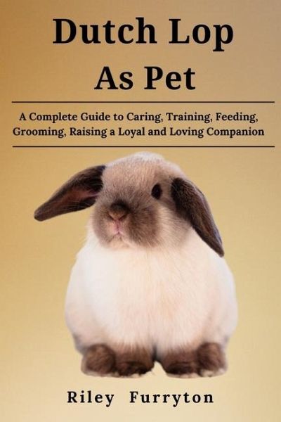 Dutch Lop as Pet Dutch Lop as Pet