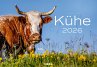 Kühe Kalender 2026 Wandkalender - Bild 1