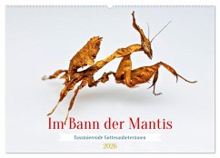 Im Bann der Mantis (Wandkalender 2026 DIN A2 quer), CALVENDO Monatskalender