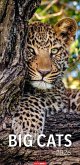 Big Cats Kalender 2026 Big Cats Kalender 2026