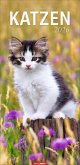 Katzen Kalender 2026 Katzen Kalender 2026