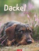 Dackel Kalender 2026 Dackel Kalender 2026