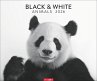 Black & White Animals 2026 - Bild 1