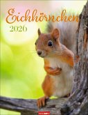 Eichhörnchen Kalender 2026 Eichhörnchen Kalender 2026