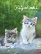 Katzenkinder Posterkalender 2026 - Bild 1
