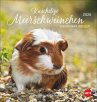 Kuschelige Meerschweinchen... - Bild 1