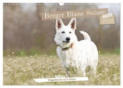 Berger Blanc Suisse - Weggefährten auf 4 Pfoten (Wandkalender 2026 DIN A3 quer), CALVENDO Monatskalender