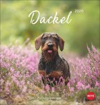 Dackel Postkartenkalender 2026 Dackel Postkartenkalender 2026