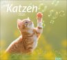 times&more Katzen Bildkalender 2026 - Bild 1