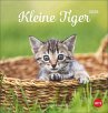Katzen Postkartenkalender Kleine Tiger... - Bild 1