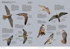 Cover Aves de Europa: Identificación de todas las especies y plumajes