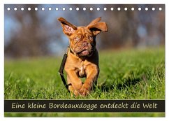 Cover Eine kleine Bordeauxdogge entdeckt die Welt (Tischkalender 2026 DIN A5 quer), CALVENDO Monatskalender