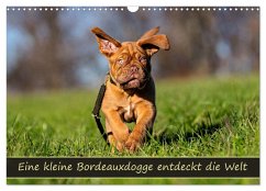 Eine kleine Bordeauxdogge entdeckt die Welt (Wandkalender 2026 DIN A3 quer), CALVENDO Monatskalender