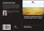 Contrôle moléculaire de la morphologie dans la figue Contrôle moléculaire de la morphologie dans la figue