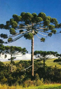 Cover O Bastardo (eBook, ePUB)