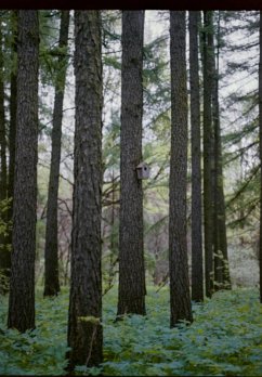 Cover Pilgrim Hunt (eBook, PDF)