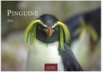 Pinguine Kalender 2026 - Wandkalender   Fotokalender Tierkalender 35x50cm Grosses Format   . mit niedlichen Pinguin-Motiven im antarktischen Lebensraum.