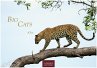 Big Cats Kalender 2026 - Wandkalender  ... - Bild 1