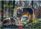 Wölfe Kalender 2026 - Wandkalender   Fotokalender Tierkalender 35x50cm Grosses Format - . mit faszinierenden Wolf-Motiven,.