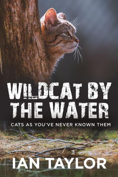 Wildcat By The Water Wildcat By The Water