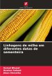 Linhagens de milho em diferentes datas... - Bild 1