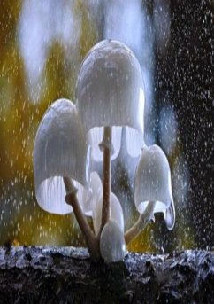 O Amor Desvenda O Simples (eBook, ePUB) - Santos, Zéreys O Amor Desvenda O Simples (eBook, ePUB) - Santos, Zéreys