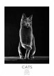 Cats schwarz-weiss Kalender 2026 -... - Bild 1