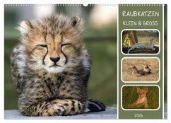 Raubkatzen - groß & klein (Wandkalender 2026 DIN A2 quer), CALVENDO Monatskalender Raubkatzen - groß & klein (Wandkalender 2026 DIN A2 quer), CALVENDO Monatskalender