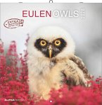 Alpha Edition - Eulen 2026 Broschürenkalender, 30x30cm, Wandkalender mit Platz für Notizen und Termine, beeindruckende Eulen-Motive, Monatsübersicht und Ferientermine DE/AT/CH