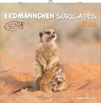 Alpha Edition - Erdmännchen 2026 Broschürenkalender, 30x30cm, Wandkalender mit Platz für Notizen und Termine, Motive von süßen Erdmännchen, Monatsübersicht und Ferientermine DE/AT/CH Alpha Edition - Erdmännchen 2026 Broschürenkalender, 30x30cm, Wandkalender mit Platz für Notizen und Termine, Motive von süßen Erdmännchen, Monatsübersicht und Ferientermine DE/AT/CH