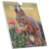 Eichhörnchen 2026 - Postkartenkalender im Format 16 x 17 Eichhörnchen 2026 - Postkartenkalender im Format 16 x 17