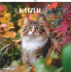 Cover Katzen 2026 - Broschürenkalender 30x30 cm (30x60 geöffnet) - Kalender mit Platz für Notizen - Cats - Bildkalender - Wandplaner - Katzenkalender