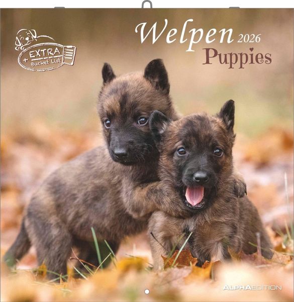Welpen 2026 - Broschürenkalender 30x30 cm (30x60 geöffnet) - Kalender mit Platz für Notizen - Puppies - Hundekalender - Bildkalender - Wandkalender