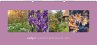 Landlust Panorama: Garten-Kontraste... - Bild 1