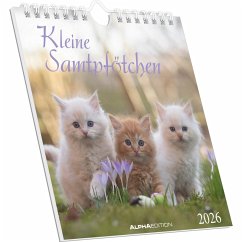 Cover Kleine Samtpfötchen 2026 - Postkartenkalender 16x17 cm - Katzen - zum Aufstellen oder Aufhängen - Monatskalendarium - Gadget - Mitbringsel - Alpha Edition